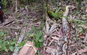 Nền nh&agrave; bỗng "động đậy", người d&acirc;n ph&aacute;t hiện cảnh tượng "nổi da g&agrave;" giữa đ&ecirc;m - Ảnh 3.