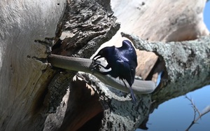 Kỳ lạ: Hàng trăm con khỉ tràn xuống núi trước mắt du khách - Ảnh 3.