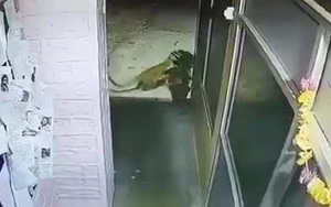 Kỳ lạ: Hàng trăm con khỉ tràn xuống núi trước mắt du khách - Ảnh 2.