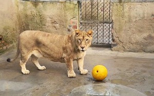 Máy bay rơi phát nổ thành cầu lửa khổng lồ, ít nhất 14 người thương vong - Ảnh 2.