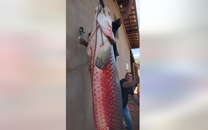 Hằng trăm người đổ về nơi đặc biệt này bắt cá "khủng" 30 kg- Ảnh 6.