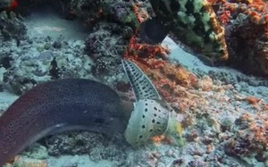 Ph&aacute;t hiện chấn động b&ecirc;n dưới Bermuda - Ảnh 3.