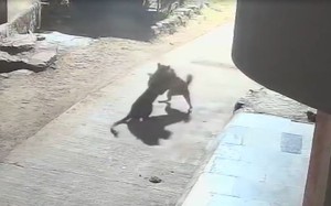 Tạm giữ h&igrave;nh sự 2 bố con trong vụ thả ch&oacute; cắn người ở H&agrave; Nội- Ảnh 3.