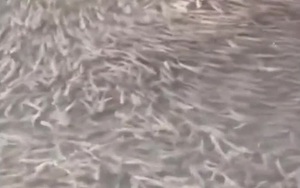 C&atilde;i nhau vặt v&atilde;nh với vợ, người đ&agrave;n &ocirc;ng su&yacute;t mất mạng - Ảnh 3.