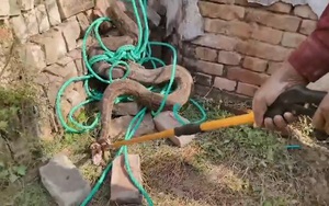 Người đ&agrave;n &ocirc;ng su&yacute;t mất mạng khi chạm v&agrave;o lo&agrave;i bạch tuộc cực độc - Ảnh 2.