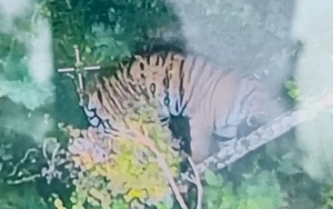 Ôm hổ chụp ảnh, người đàn ông bị hổ vồ, diễn biến sau đó khiến ai cũng "sốc" - Ảnh 4.