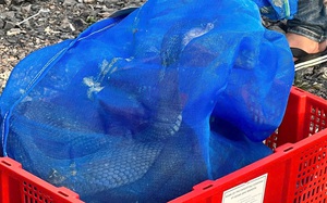 Sắp mở phi&ecirc;n x&eacute;t xử kẻ c&ocirc;n đồ h&agrave;nh hung người phụ nữ tại sảnh chung cư - Ảnh 6.