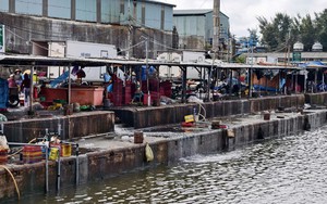 Rộn r&agrave;ng m&ugrave;a c&aacute; nục ở Quảng Ng&atilde;i - Ảnh 16.