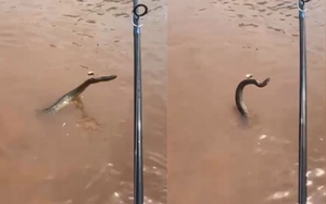 Cá chép khổng lồ nổi lên ở kênh, người dân sững sờ- Ảnh 2.