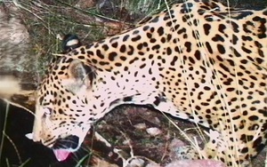 Khỉ hoang cắn chết người khiến dân làng hoảng loạn, một gia đình phải bỏ nhà - Ảnh 5.