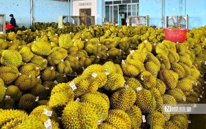 Giải pháp đáp ứng quy định kiểm tra chất vàng O trong sầu riêng, để đạt chuẩn xuất khẩu
