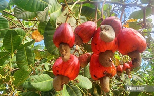 Người dân thủ phủ hồng ở Nghệ An thất thu vì cây bật gốc, quả rụng đầy sau bão- Ảnh 12.