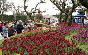 Tulip rực rỡ tr&ecirc;n &ldquo;n&oacute;c nh&agrave; Nam Bộ&rdquo;- Ảnh 13.