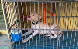 Nhà sư bị chó Pitbull cắn tử vong trong chùa