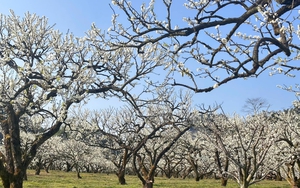 Hơn 4.000 vận động viên sẽ tham gia Vietnam Trail Marathon tại Mộc Châu- Ảnh 9.