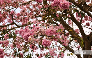 Cận cảnh con đường hoa k&egrave;n hồng đang &ldquo;g&acirc;y sốt&rdquo; ở Cần Thơ- Ảnh 12.