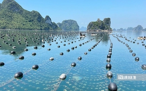 Giá xăng dầu đồng loạt tăng- Ảnh 2.