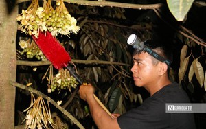 Cận cảnh kỹ thuật thụ phấn cho hoa sầu riêng để có trái ngọt tiền triệu