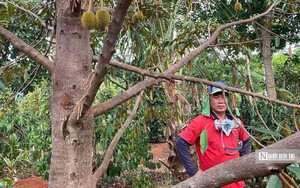 "Thủ phủ" hồng ở Nghệ An: C&acirc;y trơ trụi kh&ocirc;ng một b&oacute;ng quả, chủ vườn x&oacute;t xa- Ảnh 9.