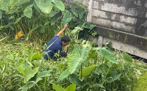 Nghe tiếng động trong bụi cỏ, người đàn ông tới xem thì sốc nặng