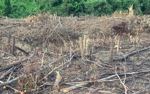 Cận cảnh hiện trường vụ 2,5ha rừng phòng hộ ven biển ở Huế bị cưa hạ- Ảnh 7.