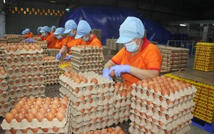Đề nghị xác minh, xử lý nghiêm việc bịa đặt về trứng gà giả khiến người nông dân điêu đứng
