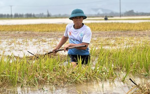 Hà Tĩnh: Hàng nghìn tấn lúa thiệt hại do lũ dâng