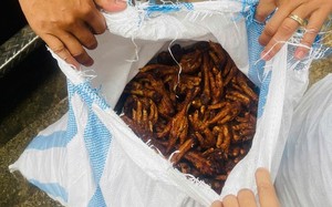 Bắt giữ 1,4 tấn chân gà bị mốc hỏng đang đưa về Hà Nội tiêu thụ