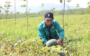 Người trồng dưa hấu Quảng Bình lao đao vì mất mùa mất giá
