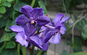 Làng hoa Sa Đéc bước vào cao điểm, nhà vườn “chạy nước rút” - Ảnh 20.