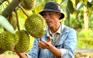 Sầu riêng tăng giá, nông dân Đồng Tháp phấn khởi vào vụ nghịch- Ảnh 7.