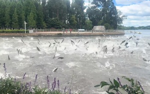 Kỳ lạ cảnh hàng trăm con cá bất ngờ nhảy lên khỏi mặt nước