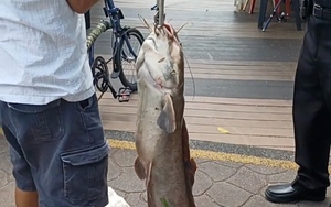 Cần thủ câu được con cá trê khổng lồ nặng 19kg trên sông