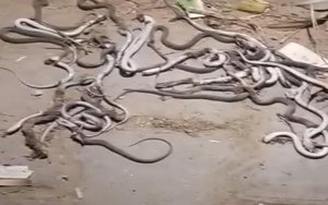 Người đàn ông sốc nặng khi thấy hàng trăm con rắn bò vào sân nhà