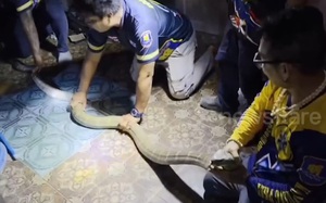 Người đàn ông dùng tay không bắt rắn hổ mang chúa dài 3,7 mét