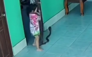Giẫm trúng đuôi con rắn khi vừa mở cửa phòng, bé gái hoảng sợ la hét