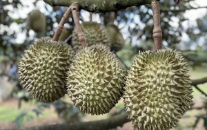 Truy nã kẻ lừa bán sầu riêng, “ẵm” hàng tỷ đồng tiền cọc của nhiều tiểu thương