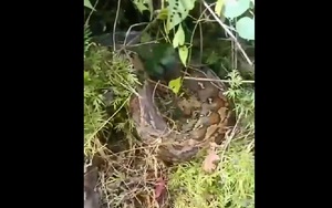 Đi lấy củi, người đàn ông bất ngờ bị trăn khủng tấn công và cái kết