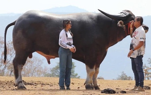 Cận cảnh con trâu nước 