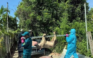 Đà Nẵng xuất hiện dịch tả lợn châu Phi  - Ảnh 4.