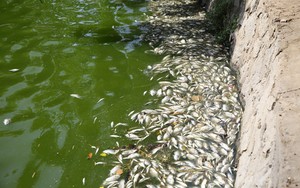 C&aacute; bớp nu&ocirc;i lồng b&egrave; ở L&yacute; Sơn chết h&agrave;ng loạt, người nu&ocirc;i thiệt hại hơn 16 tỷ- Ảnh 8.