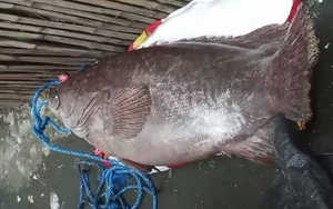 Bắt được con trăn khổng lồ nặng 25kg ẩn nấp trong đầu xe máy - Ảnh 2.