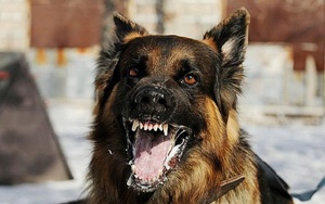 Quảng Ng&atilde;i khẩn trương khoanh v&ugrave;ng, kiểm so&aacute;t nguy cơ dịch dại sau vụ ch&oacute; tấn c&ocirc;ng nhiều người- Ảnh 4.