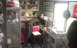 Bắt sống trăn khổng lồ nặng 41kg ẩn nấp trong chuồng vịt - Ảnh 3.