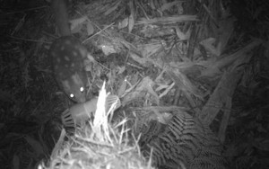 Loài vật quý hiếm bậc nhất hành tinh, tuyệt chủng 500.000 năm bỗng tái xuất khiến giới khoa học ngỡ ngàng- Ảnh 6.