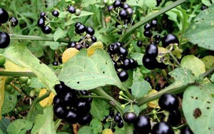 Quả dại Việt Nam "trời T&acirc;y" b&aacute;n gần 350 ngh&igrave;n/6 quả - Ảnh 8.