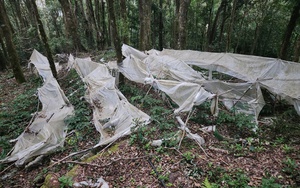 Đ&oacute;n Tết c&ugrave;ng &ldquo;quốc bảo&rdquo; s&acirc;m Ngọc Linh- Ảnh 9.