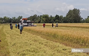 "Cần câu cơm" của nông dân miền Tây trên cánh đồng nước trắng- Ảnh 17.