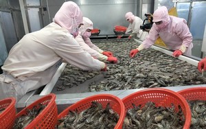 Khu vực FDI tiếp tục chiếm ưu thế về xuất nhập khẩu nửa đầu tháng 8/2025- Ảnh 5.