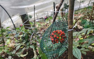 Đ&oacute;n Tết c&ugrave;ng &ldquo;quốc bảo&rdquo; s&acirc;m Ngọc Linh- Ảnh 8.